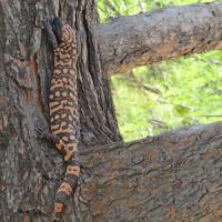 Do Gila monsters climb trees?