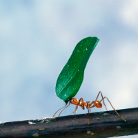 A leaf-cutter ant carrying a piece of a leaf