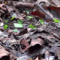 Leafcutter ants carrying leaves