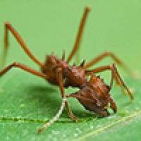 Leaf-cutter Ant