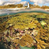 Coral and lighthouse