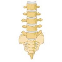 Lower spine