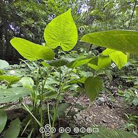 Explore the rainforest in 360