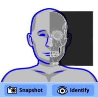 Skeletal anatomy game