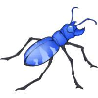 Blue tiger beetle