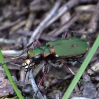 Tiger beetle video image