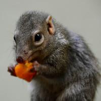 Tupaia-belangeri-eating