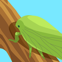 Leafhopper