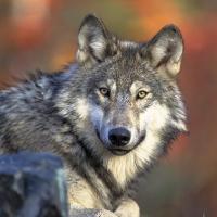 A picture of a wolf looking toward the camera, image by USFWS