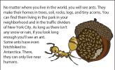 A close-up illustration of an acorn ant, with a colony in an acorn in the background.