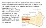 Illustration of different bone tissue types.