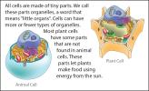 Illustration of an animal cell versus a plant cell.