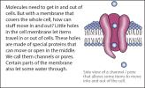 Close-up illustration of a cell membrane channel.