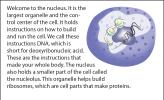 Illustration of the cell nucleus.