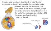 Illustration of a ribosome.