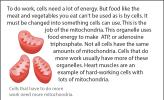 Illustration of cell mitochondria.