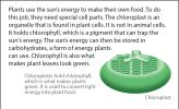 Illustration of a chloroplast.