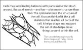 Illustration of cytoskeleton.