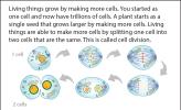 Illustration of cell division