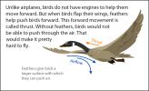 An illustration of a goose flying, showing the direction of thrust and airflow.