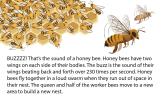 An illustration of a bee colony and bees flying