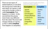 A table of examples of the different types of metamorphosis: incomplete and complete.