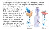 Illustration of impulses being sent from the skin to the brain and from the brain to the muscles.