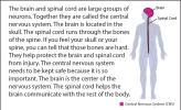 Illustration of a human body, pointing out the brain and spinal cord.