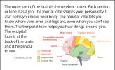 Illustration showing what each part of the brain is responsible for.