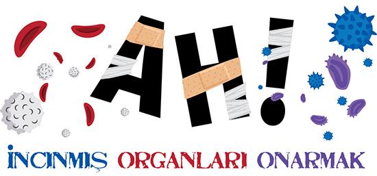 Ah: İncinmiş Organları Onarmak