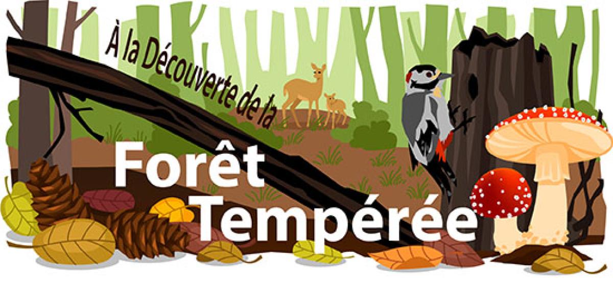 À la découverte de la Forêt Tempérée