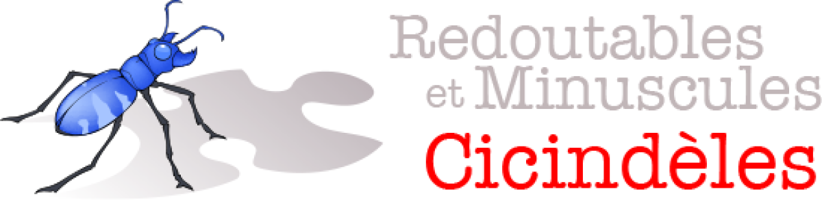 Redoutables et Minuscules Cicindèles