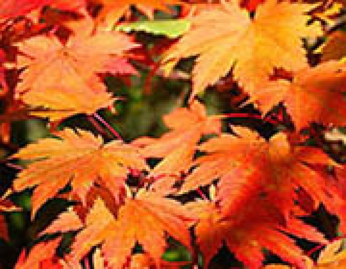 Green, yellow, orange, and pink leaves