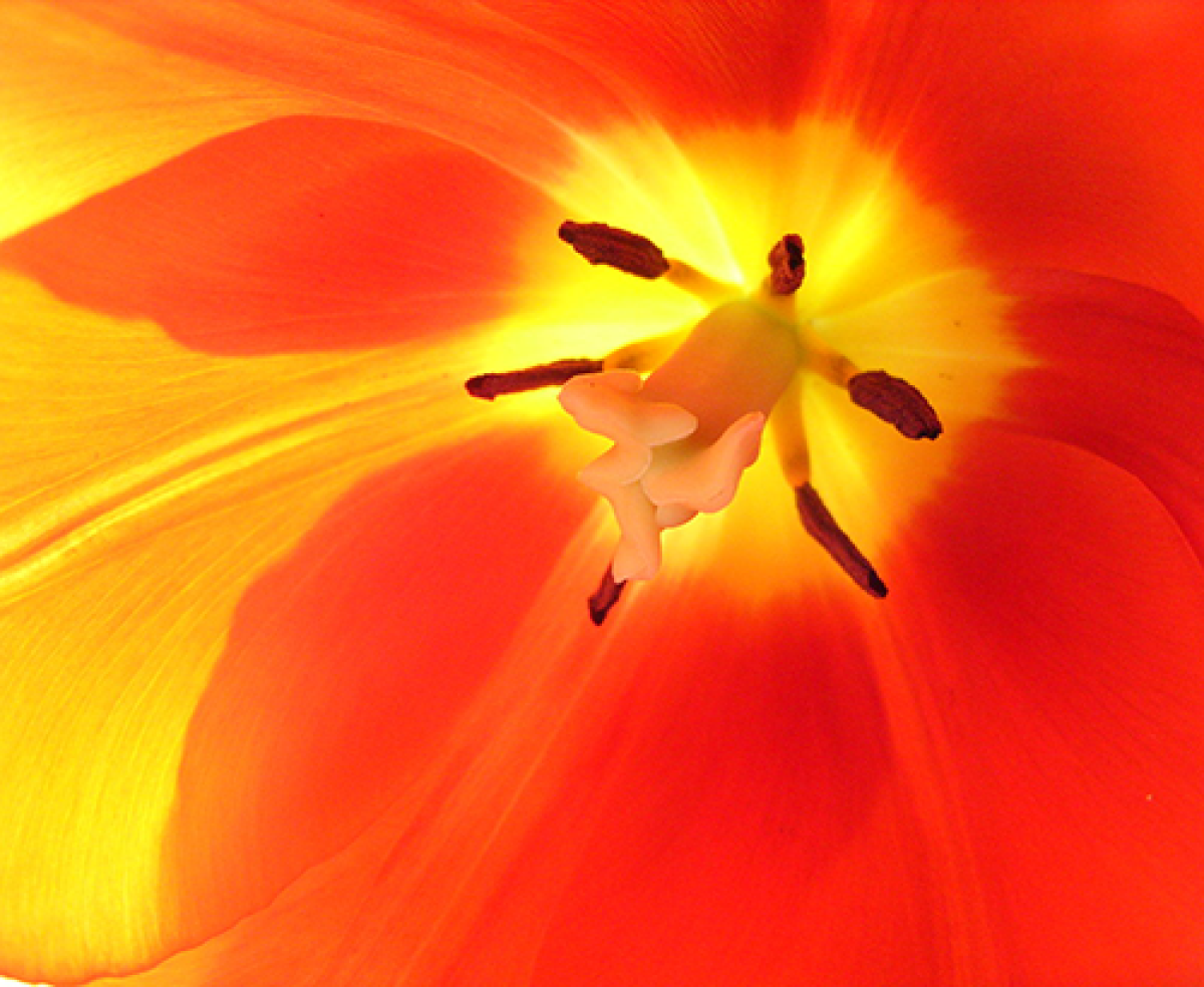 Inside of a tulip