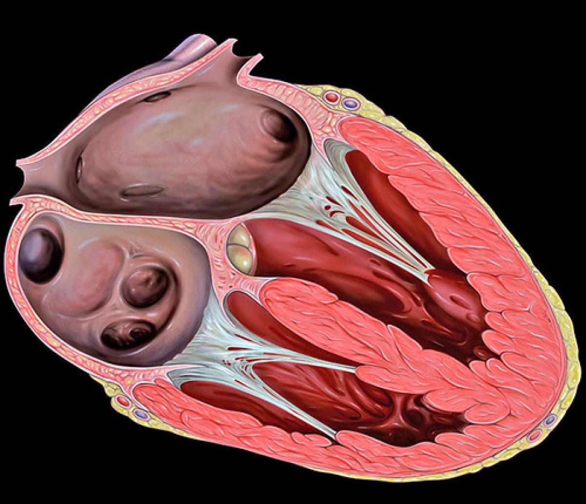 4-chambered heart