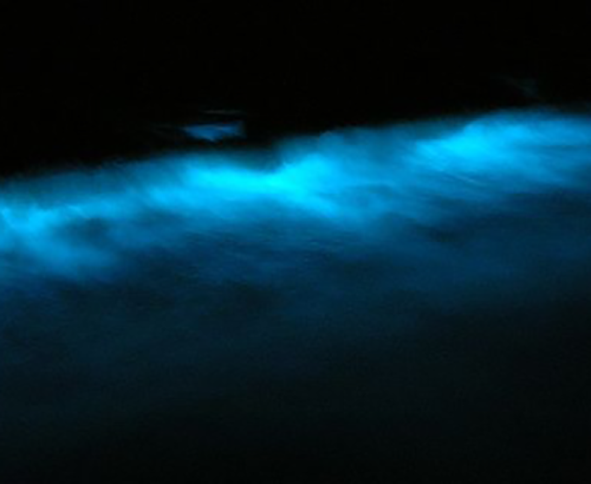 Bioluminescent plankton