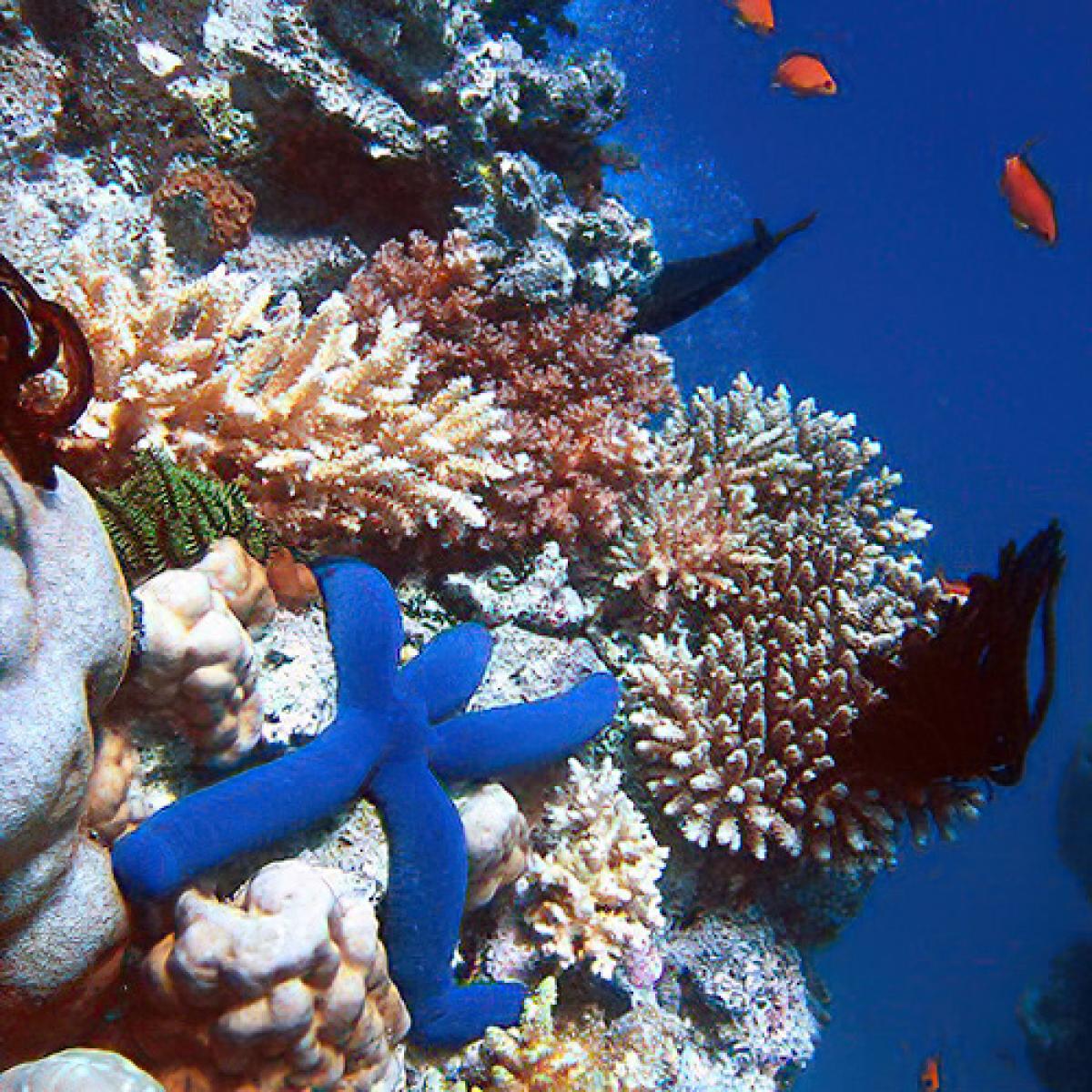 Blue seastar on a coral reef.