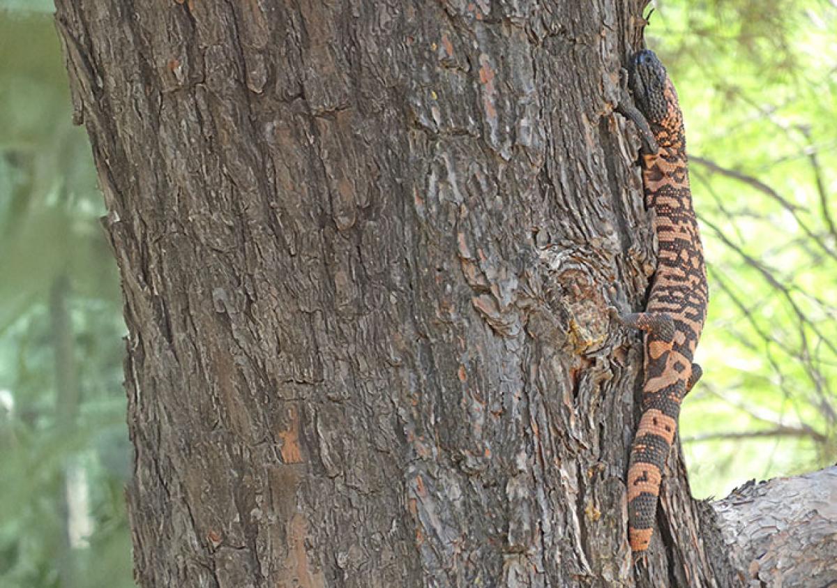 Gila monster climbing a tree.