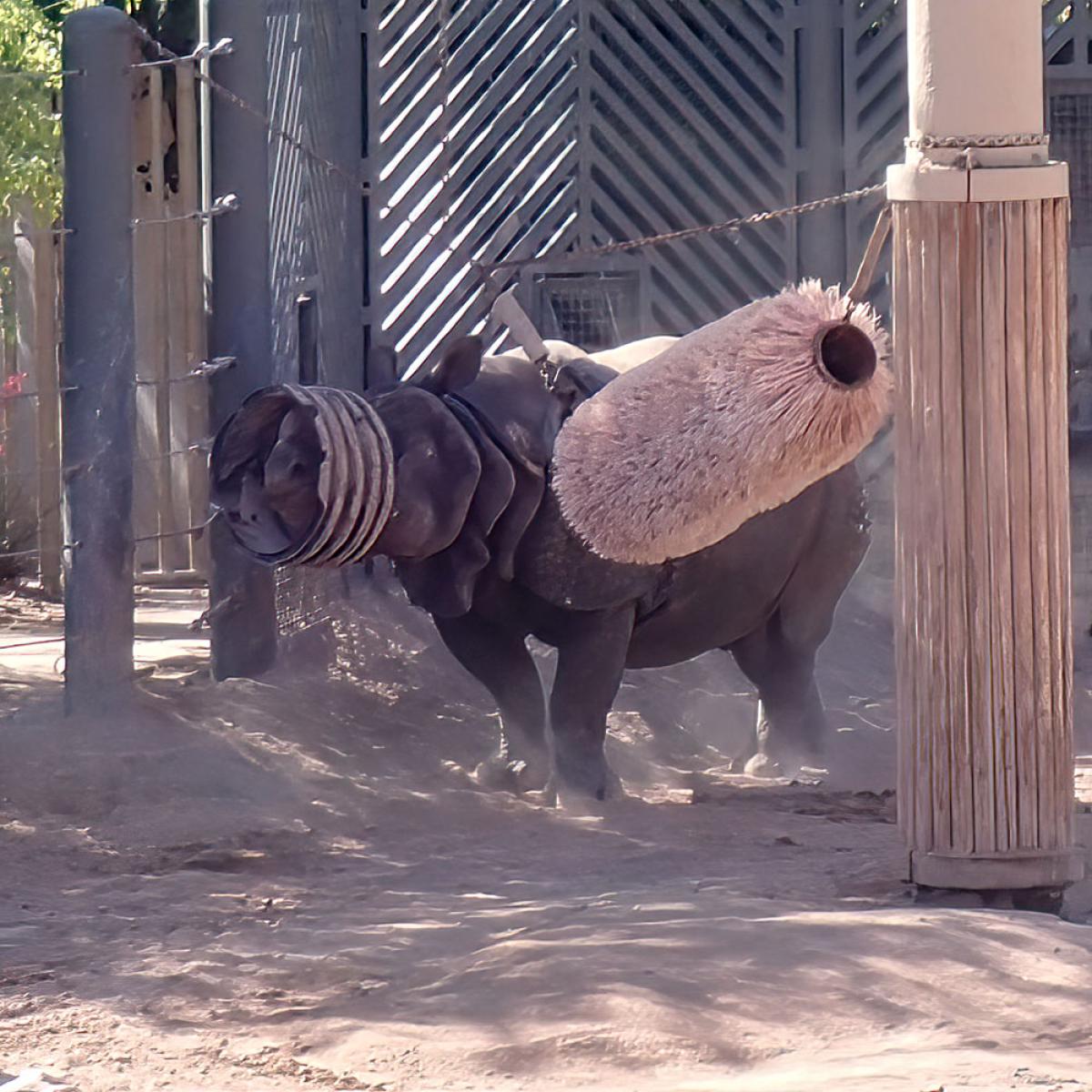 Chutti the one-horn rhino playing with one of his enrichment toys.