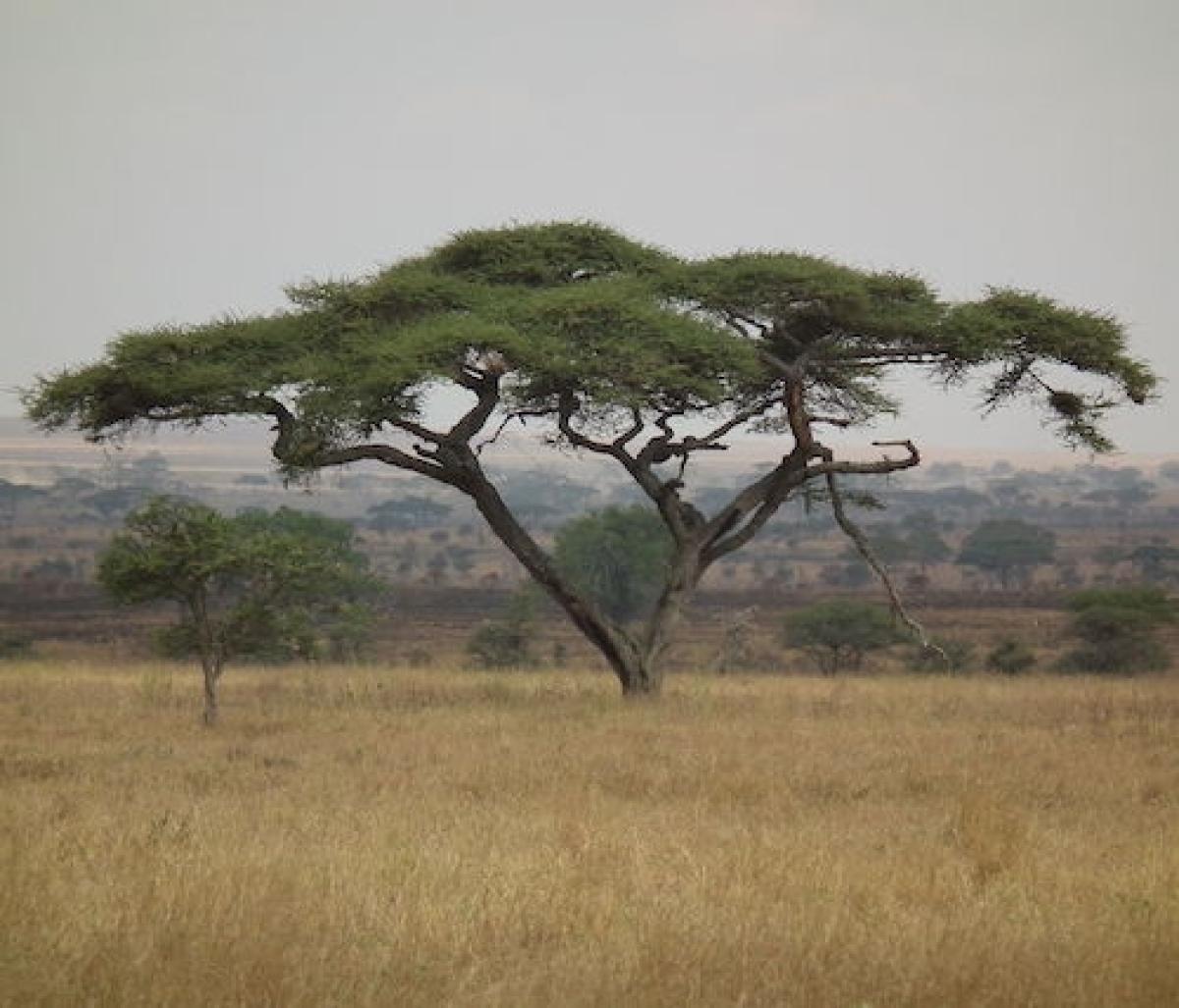 acacia de copa plana