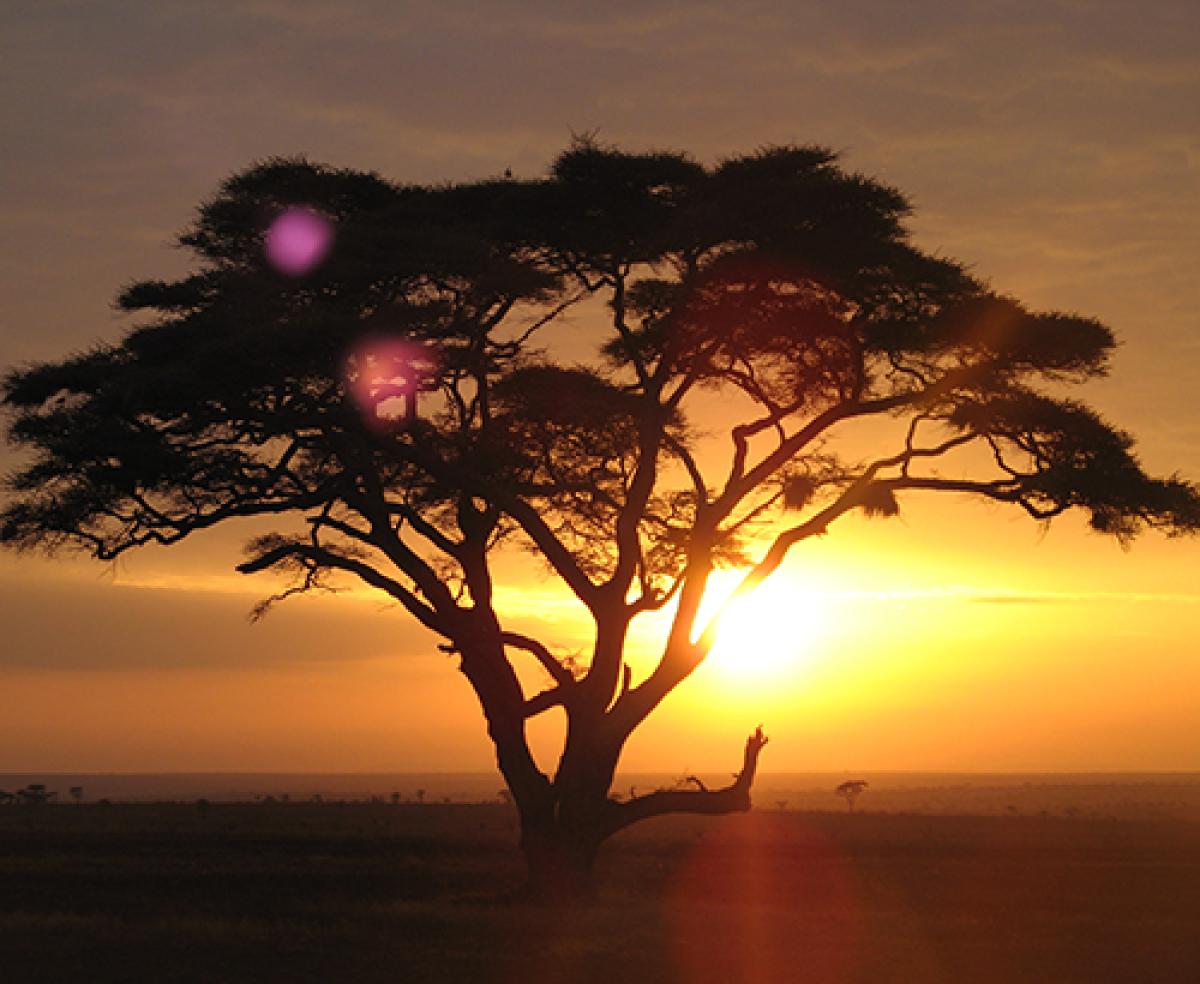 Acacia tree silhouette