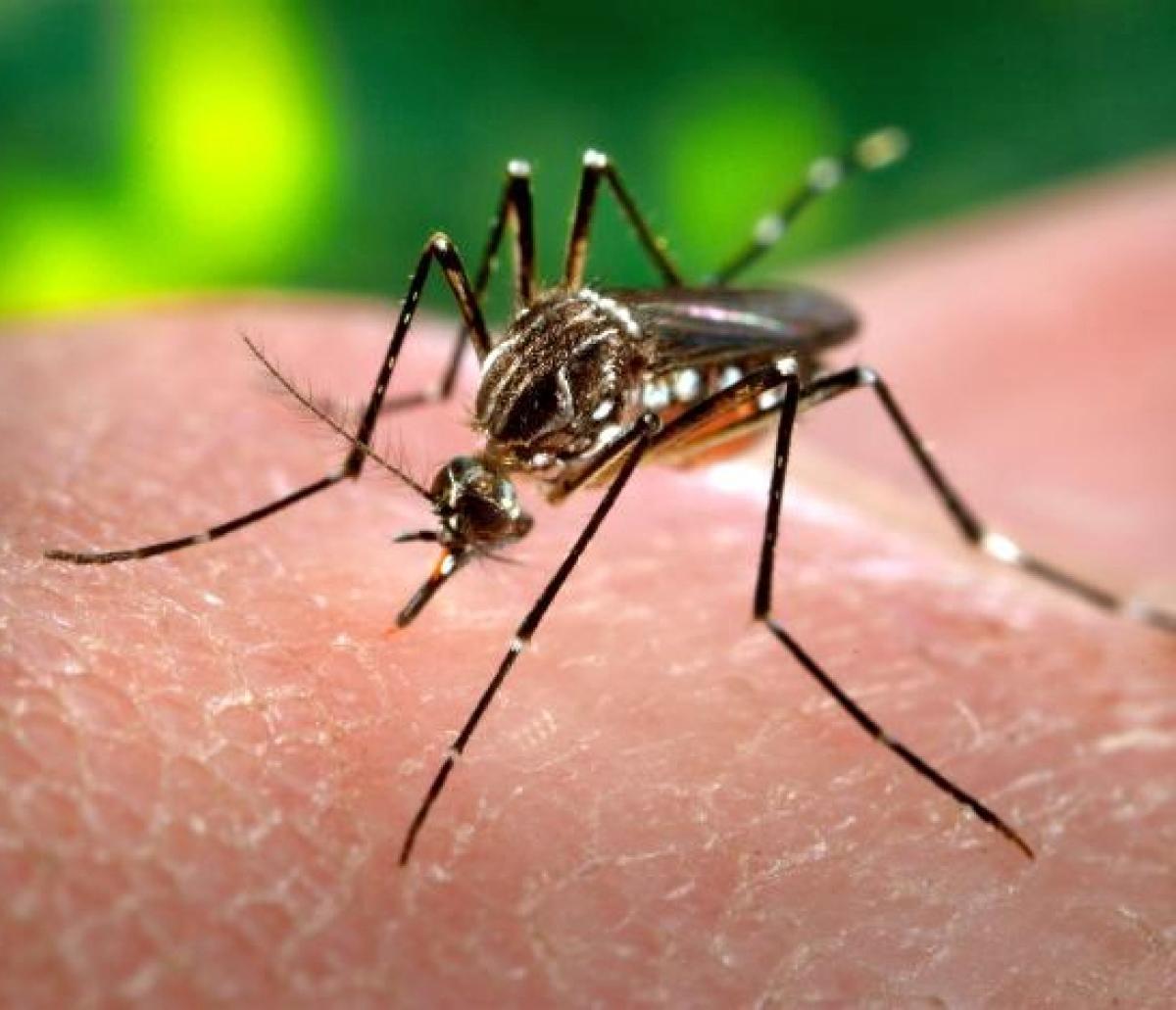 Espécie de mosquito (Aedes aegypti) transmissor de certas doenças