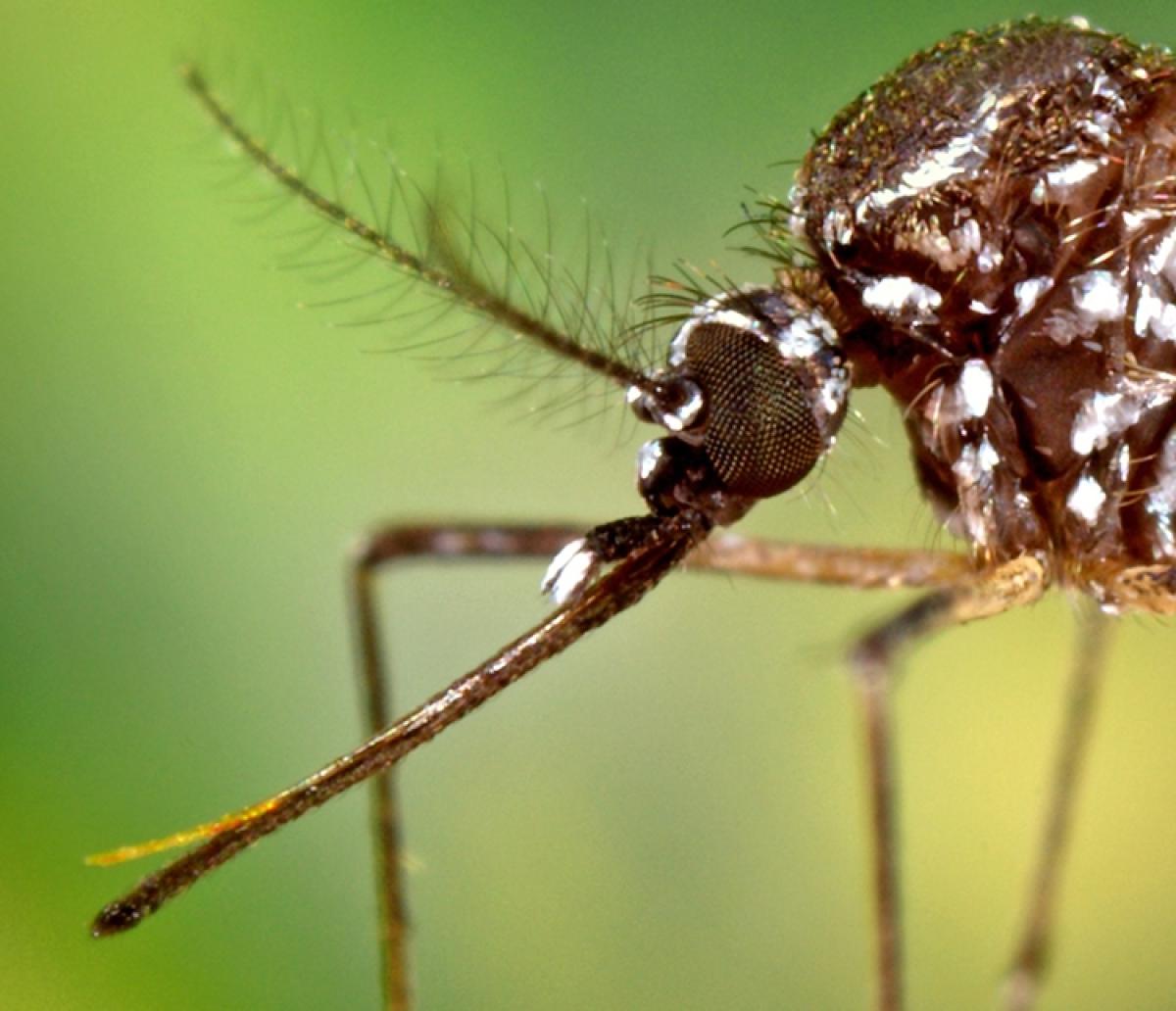 A close-up image of a female Aedes aegypti