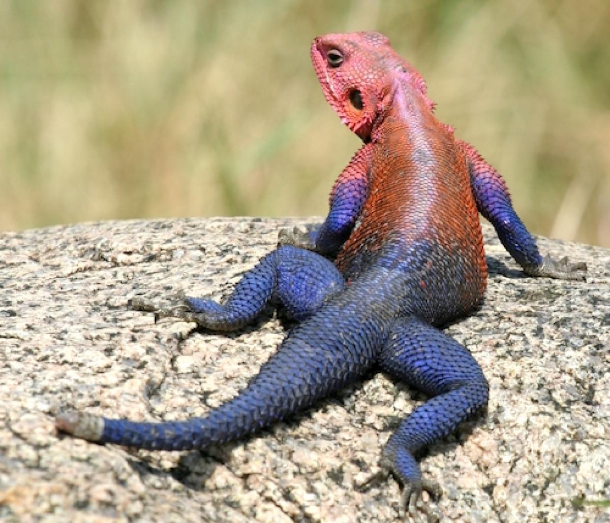 Mwanza flat-headed rock agama