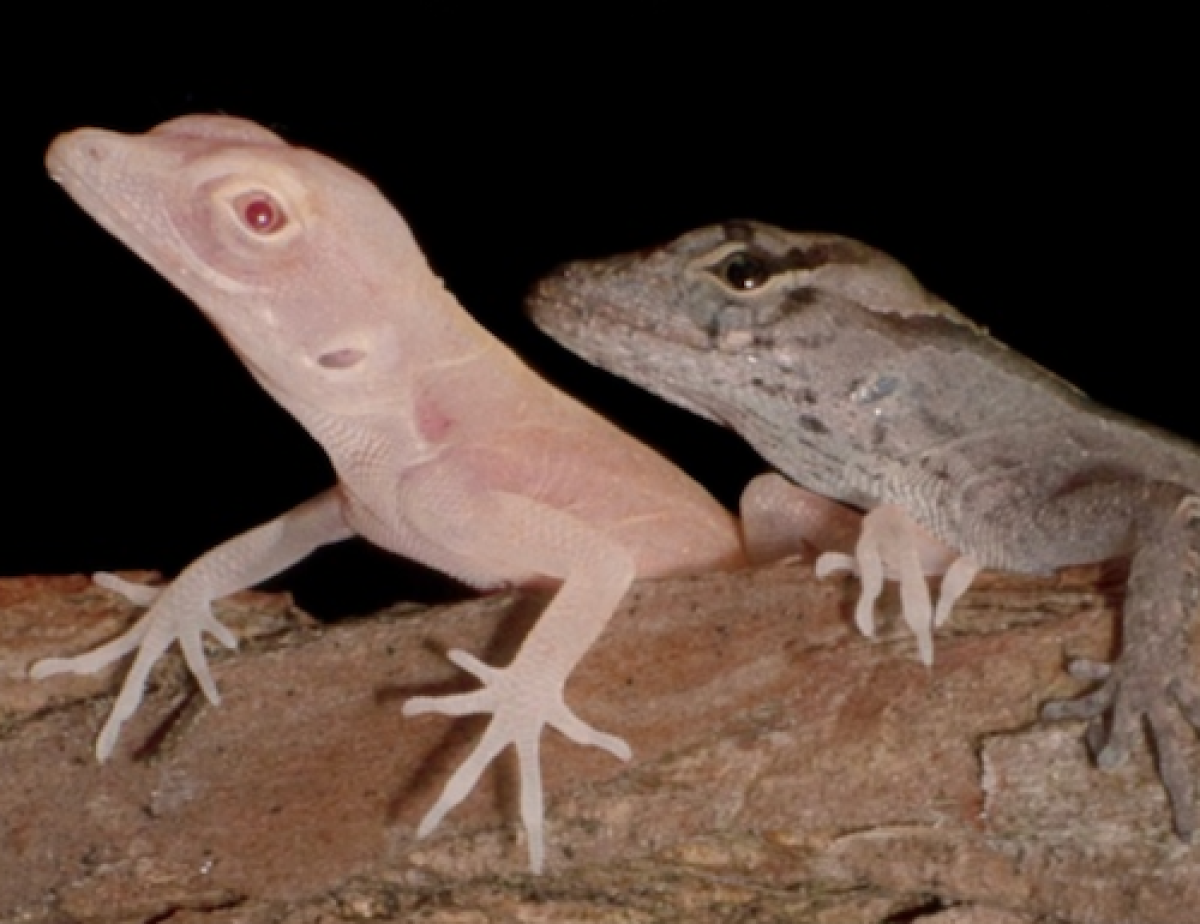 albino anolis lagartija