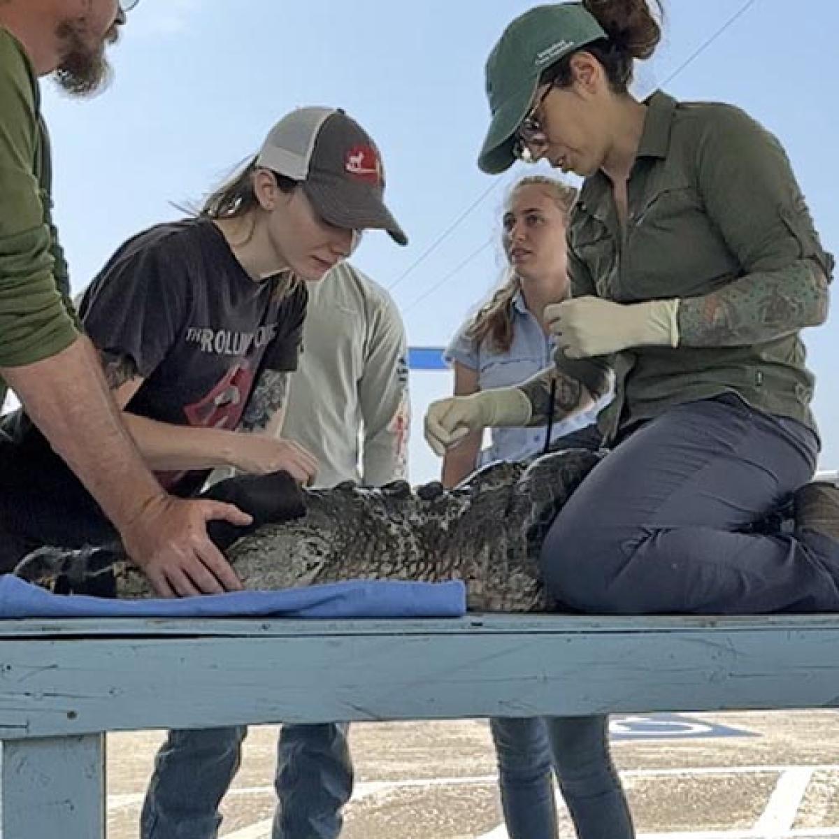 Sara Wyckoff attaches a transmiter on a wild alegator. 