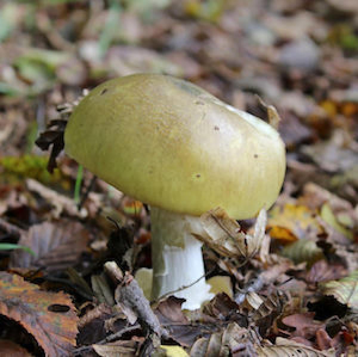 Death cap mushroom, Amanita phalloides