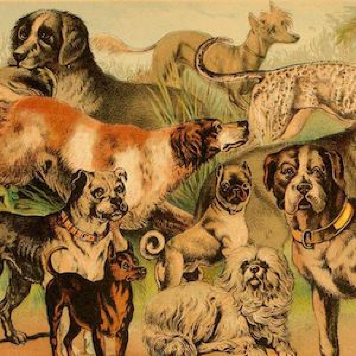 Painting of dog breeds