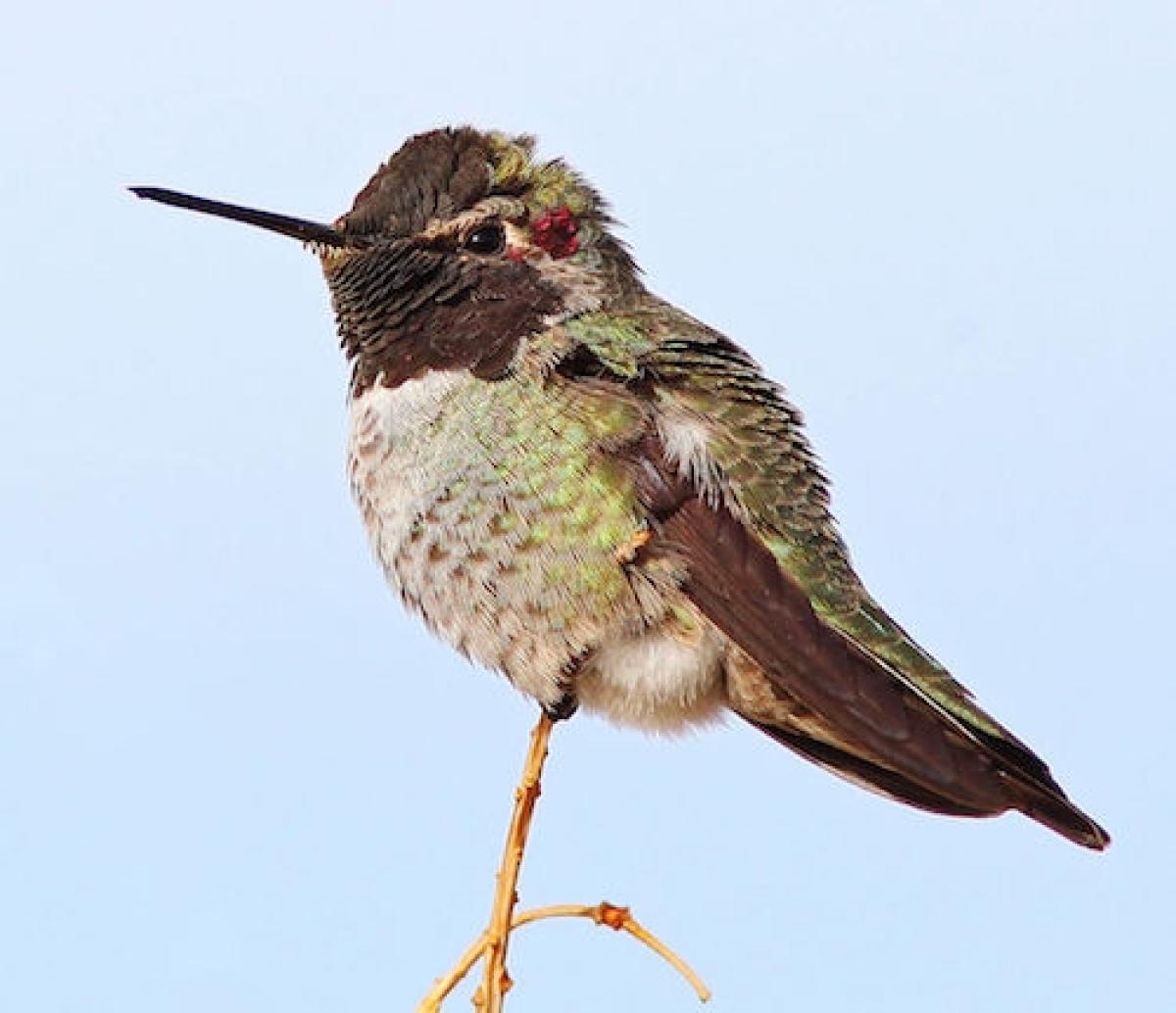 hummingbird on sky background