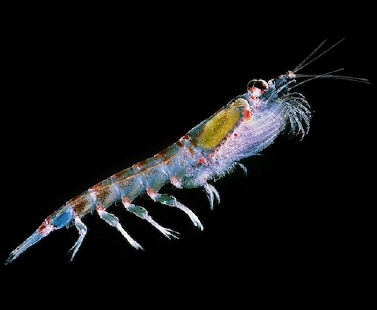 Antarctic krill